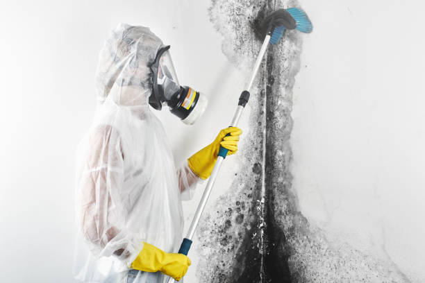 Best Environmental Consulting for Mold Prevention  in South Berwick, ME